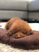 Load image into Gallery viewer, Organic Cotton Bed - Pug Head