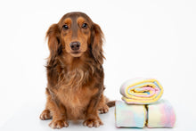 Load image into Gallery viewer, Hide N Seek - Rainbow Swissroll Dog Toy