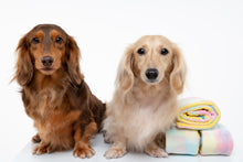 Load image into Gallery viewer, Hide N Seek - Rainbow Swissroll Dog Toy
